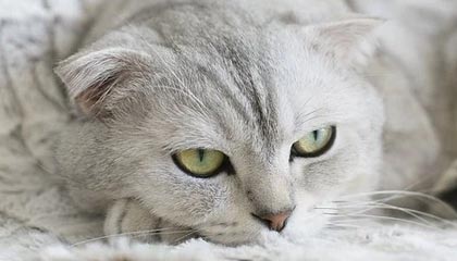 乐鱼app-全国人大代表张全收：只要身体硬朗、自己愿意，建议允许60岁以上农民工继续务工